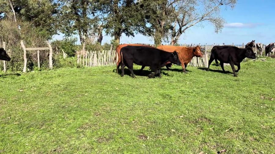 Lote VACAS PREÑADAS