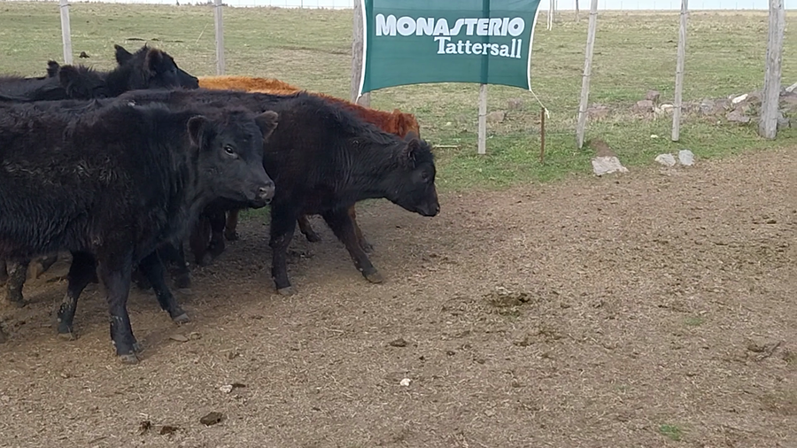 Lote 30 Terneros EN PASMAN PDO( Coronel Suarez)  (