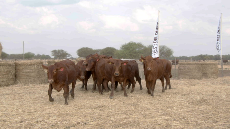 Lote Vaquillas CBO. 1 PREÑADAS