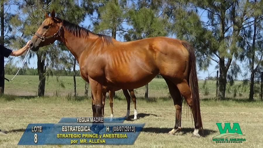 Lote ESTRATEGICA