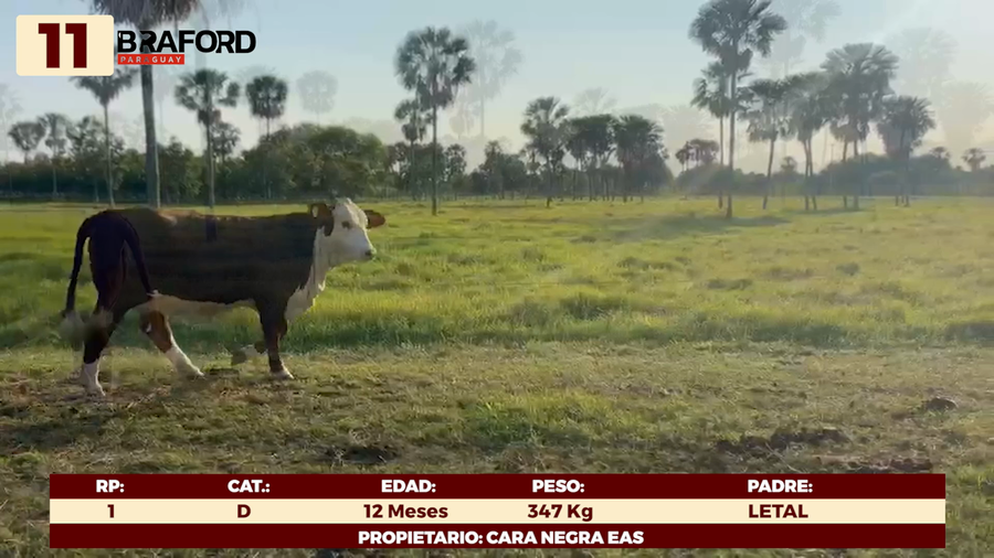 Lote LOTE 11 - TERNERAS DE CORRAL