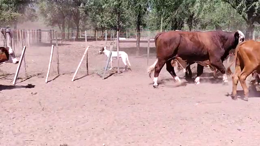 Lote 46 Vacas de invernar en Monte Quemado, Santiago del Estero