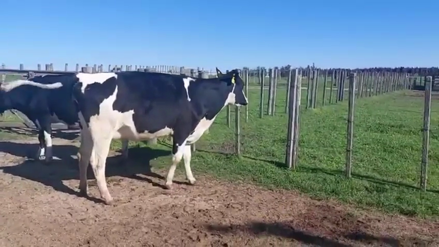 Lote 2 Vaquillonas  a remate en Pantalla Camy 480kg - , San José