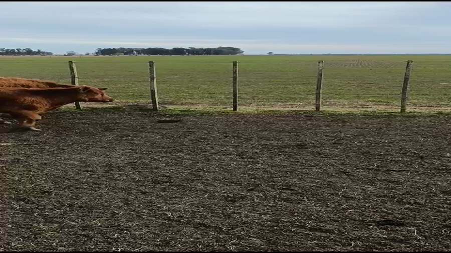 Lote Terneros/as en Azul, Buenos Aires