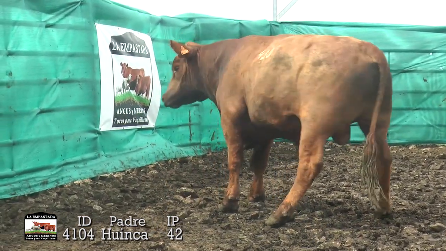 Lote 3 Toros a remate en Toros Para Vaquillonas, Durazno