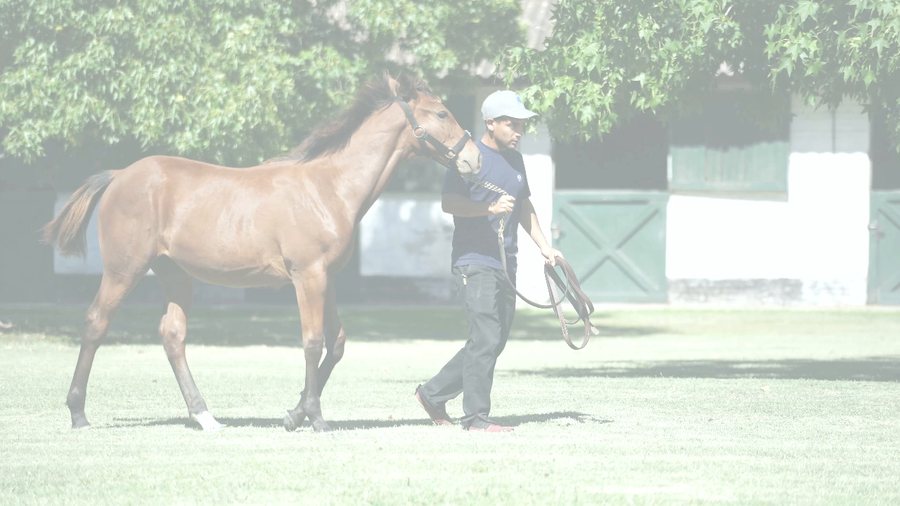 Lote JOY STAR (VILLAGE KING -  JOY DOLFINA)