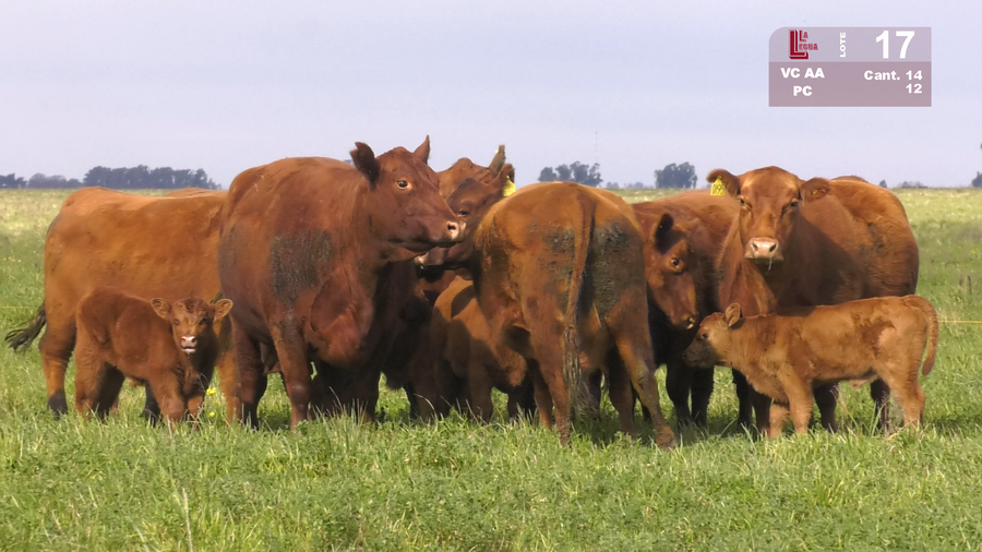 Lote VACAS ANGUS COLORADAS PURAS CONTROLADAS Y MAS PARIDAS