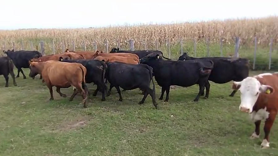 Lote 38 Vacas CUT PÑ en Urdampilleta