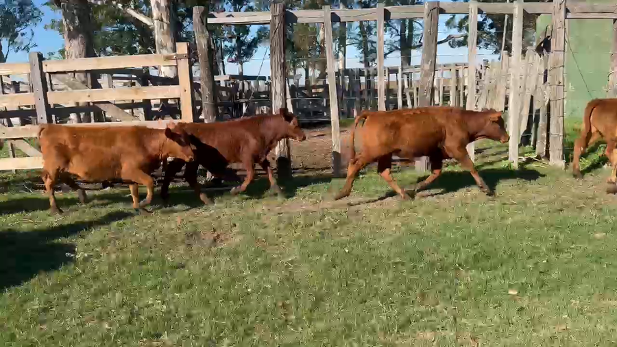 Lote 85 Terneros en Corrientes, Santo Tomé
