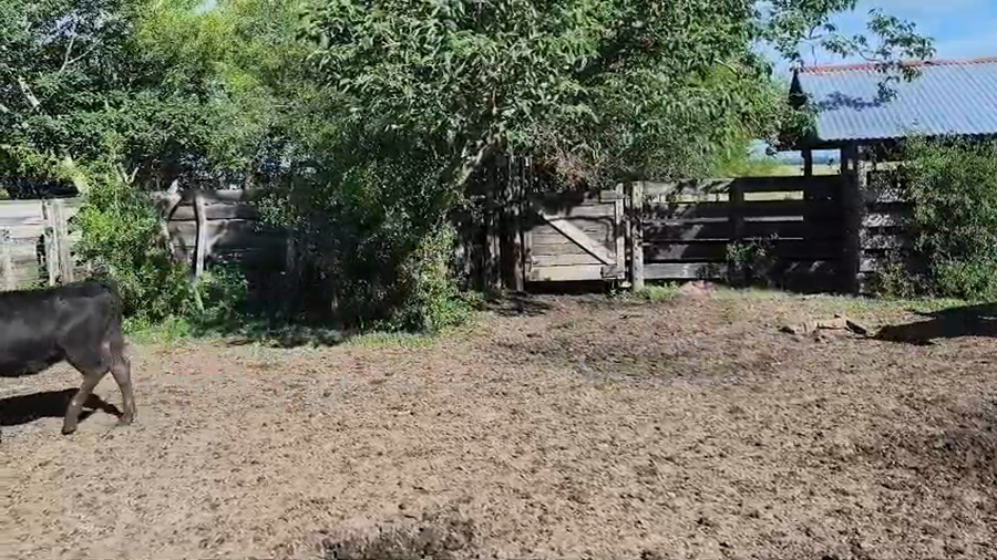 Lote 75 Terneros/as en Buenos Aires, Brandsen