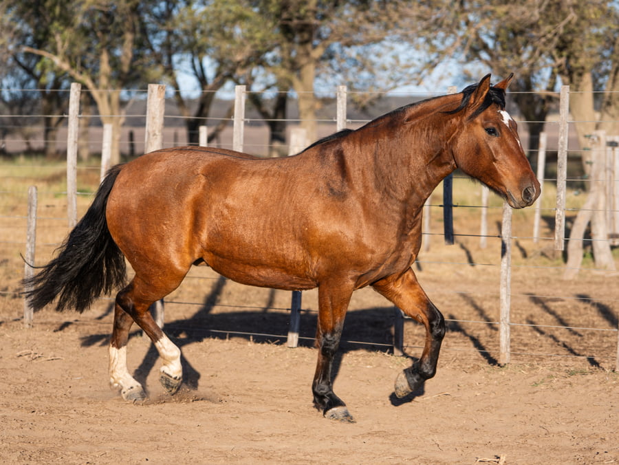 Lote Repecho Ingracia