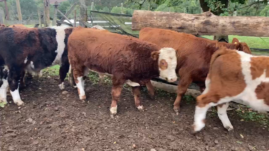 Lote 16 Ternero en Puerto Varas, X Región Los Lagos