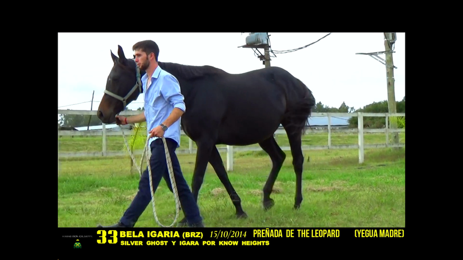 Lote BELA IGARA (BRZ)