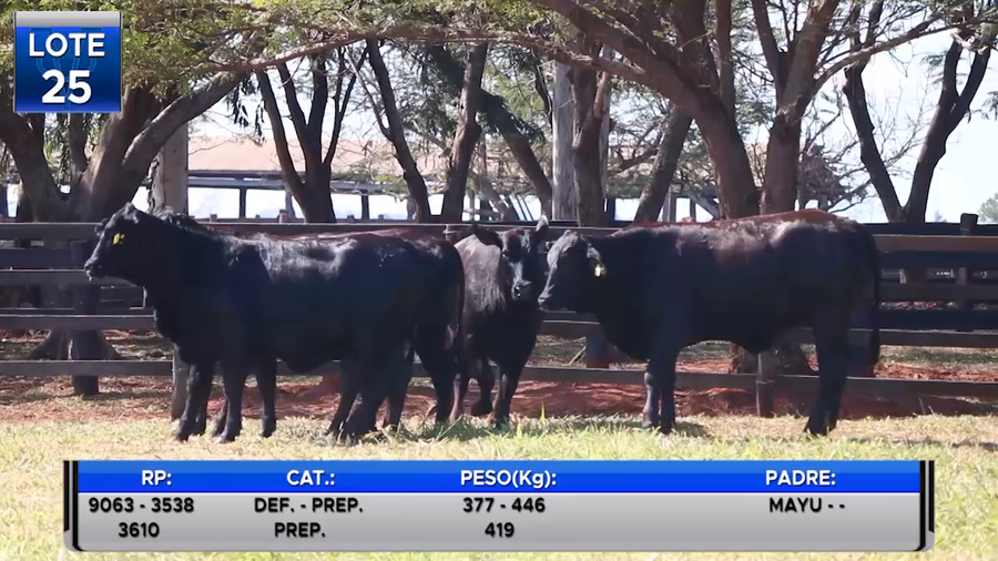 Lote VAQUILLAS BRANGUS PREÑADAS  -LOTE 25