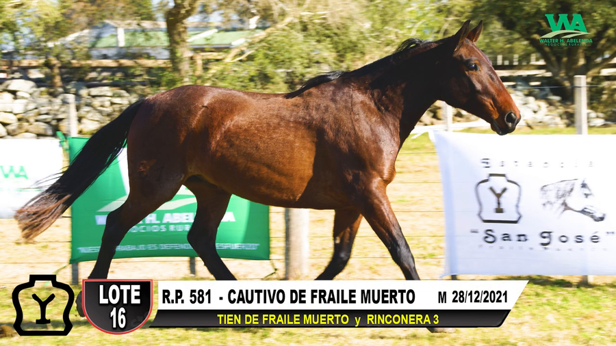 Lote CAUTIVO DE FRAILE MUERTO
