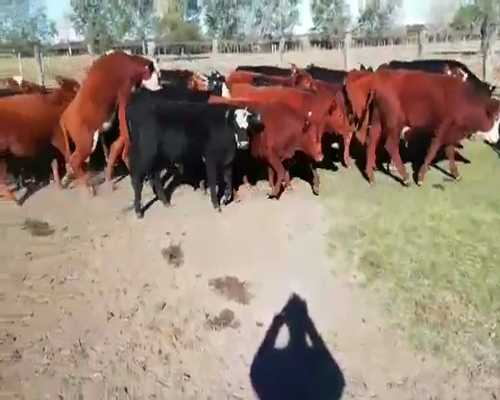 Lote 40 Terneros/as en Villaguay, Entre Ríos