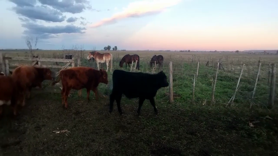 Lote 60 Terneros/as en Olavarria