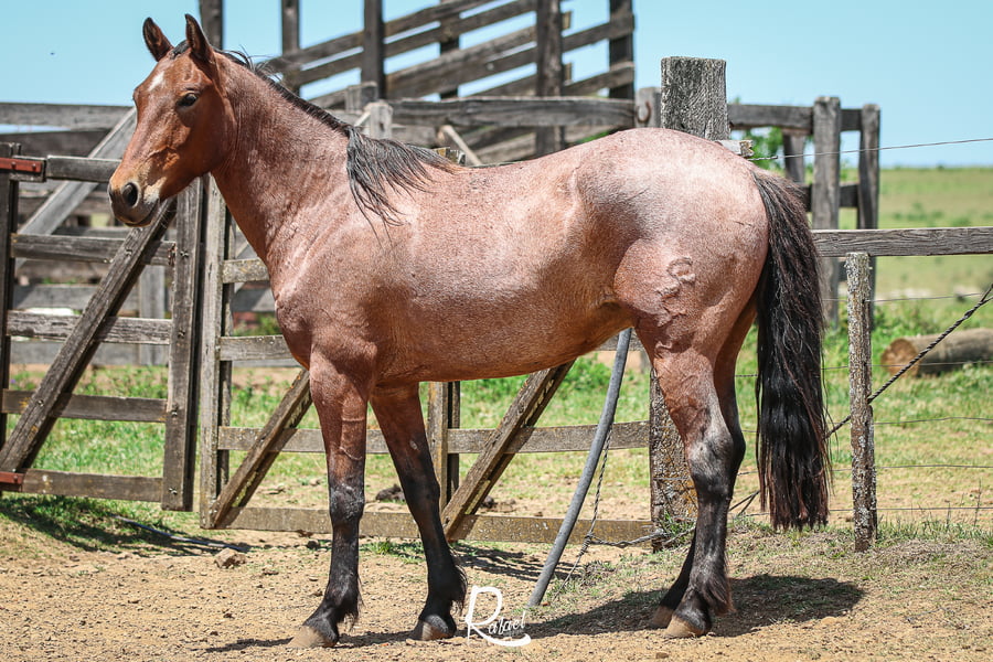 Lote Bastillo Don Salvador