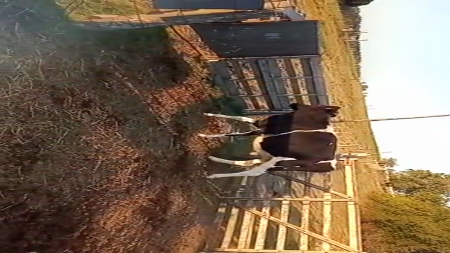 Lote Vaquillonas 1 a 2 años holando a remate en 4to remate ENTRE MARTILLOS en costas de mauricio