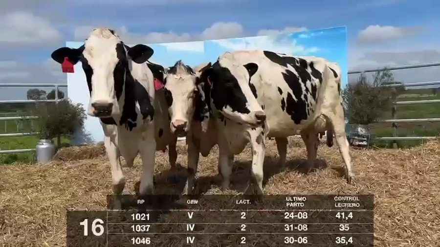 Lote VACAS EN PRODUCCIÓN