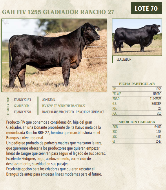 Lote LOTE 70