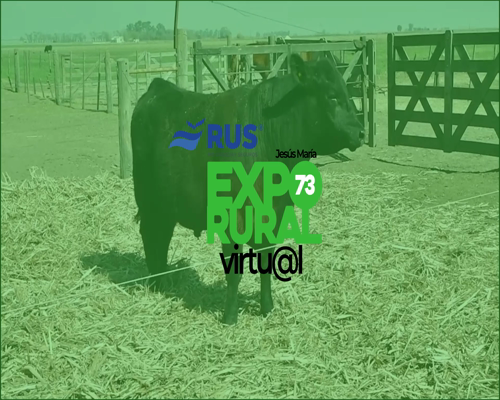 Lote TOROS PUROS CONTROLADOS ANGUS