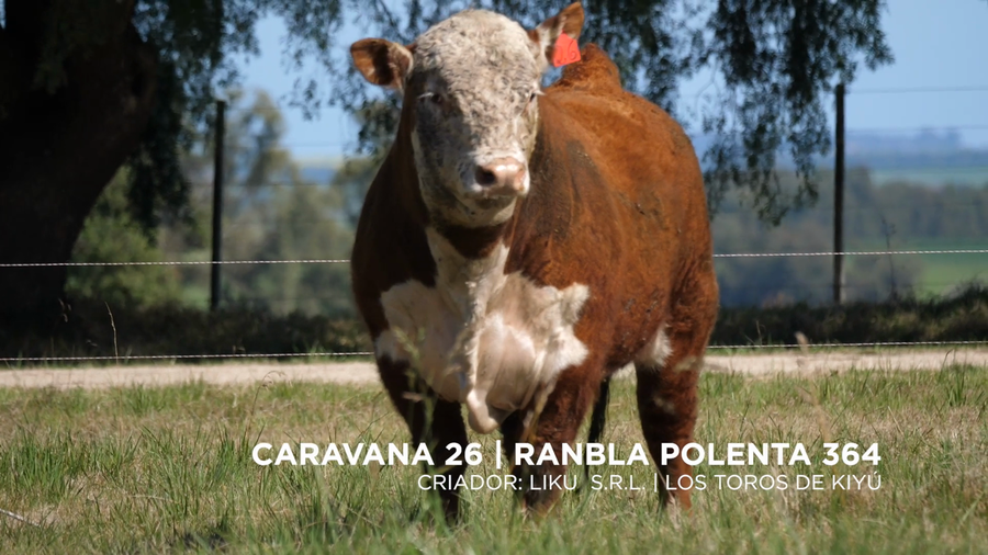 Lote RANBLA POLENTA 364