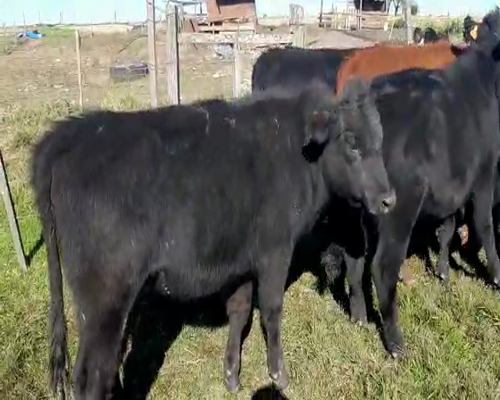 Lote 12 Vaquillonas  CRUZA ANGUS a remate en Pantalla Camy 220 - 250kg - , San José