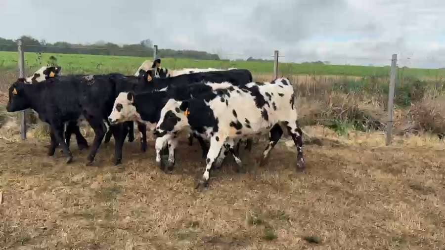 Lote TERNERAS