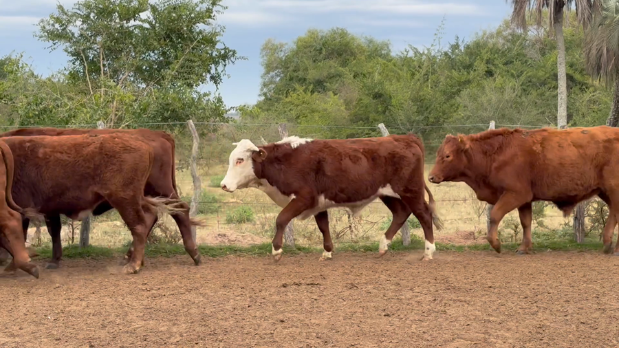 Lote 130 Novillos en Corrientes, San Roque