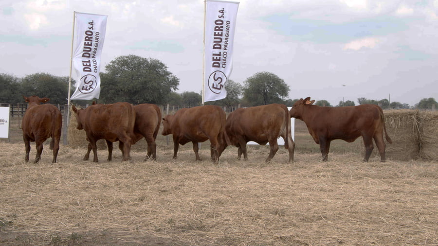 Lote Vaquillas CBO. 1 PREÑADAS
