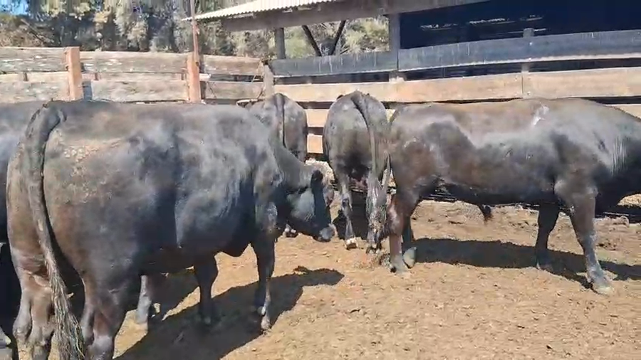 Lote 20 Novillo Gordo en Los Ángeles, VIII Región Biobío