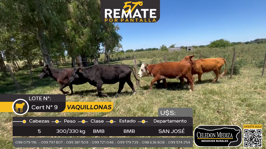 Lote 5 Vaquillonas  en San José , San José