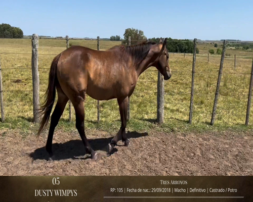 Lote Caballos a remate en 2da ESTA NOCHE BAYA, San José