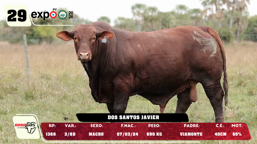 Lote LOTE 29