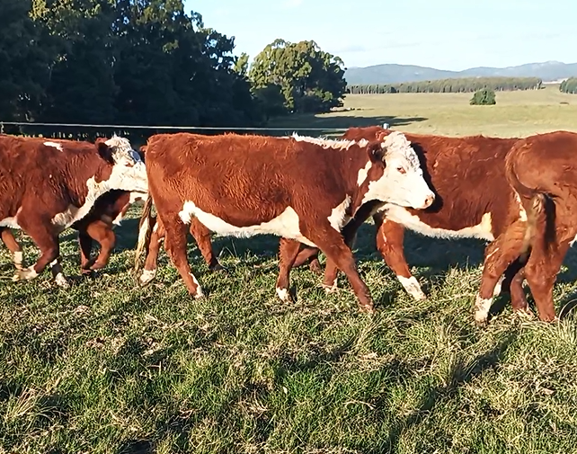 Lote Santa Magdalena - Zambrano y Cía