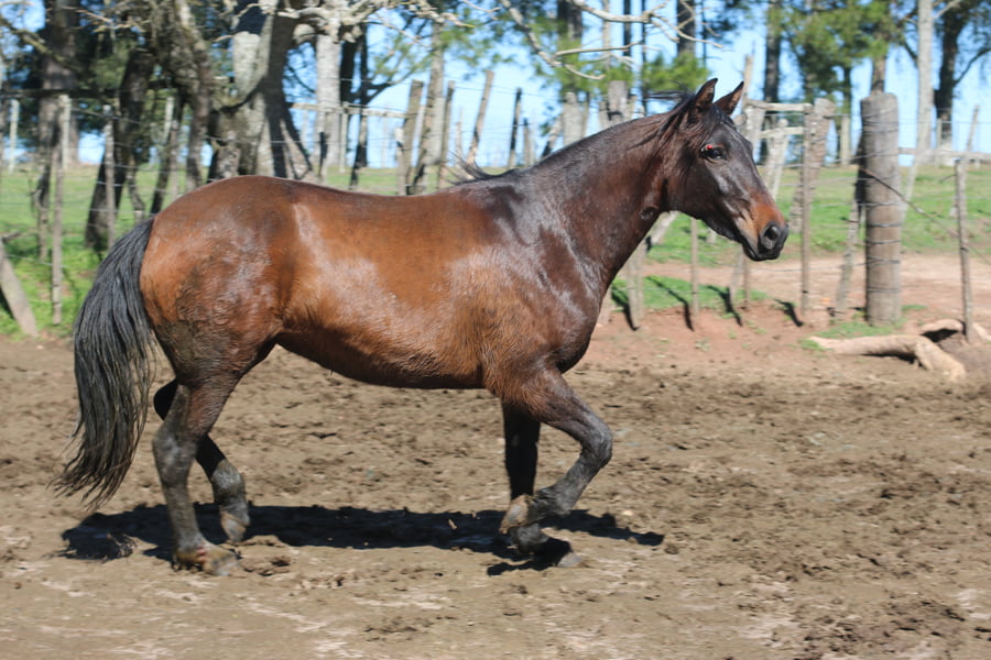 Lote TARANTULA DEL CONVENTOS