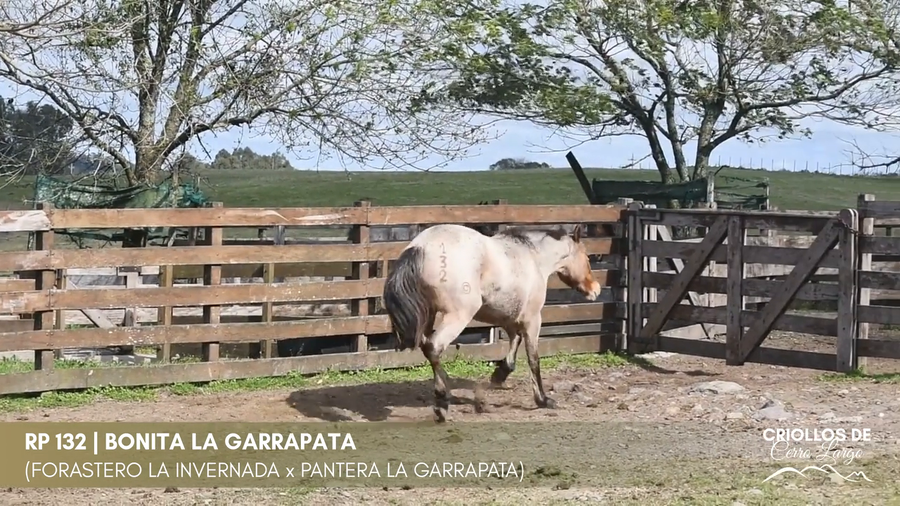 Lote BONITA LA GARRAPATA