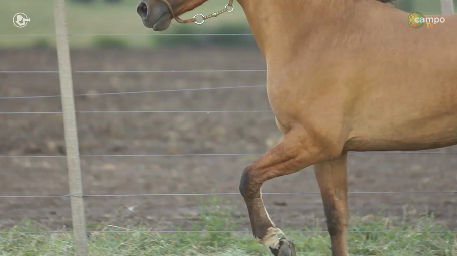 Lote LA ROSADA PUREZA