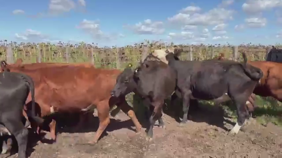 Lote 38 VACAS CUT PREÑADAS, PEHUAJO, PCIA. DE BS. AS.
