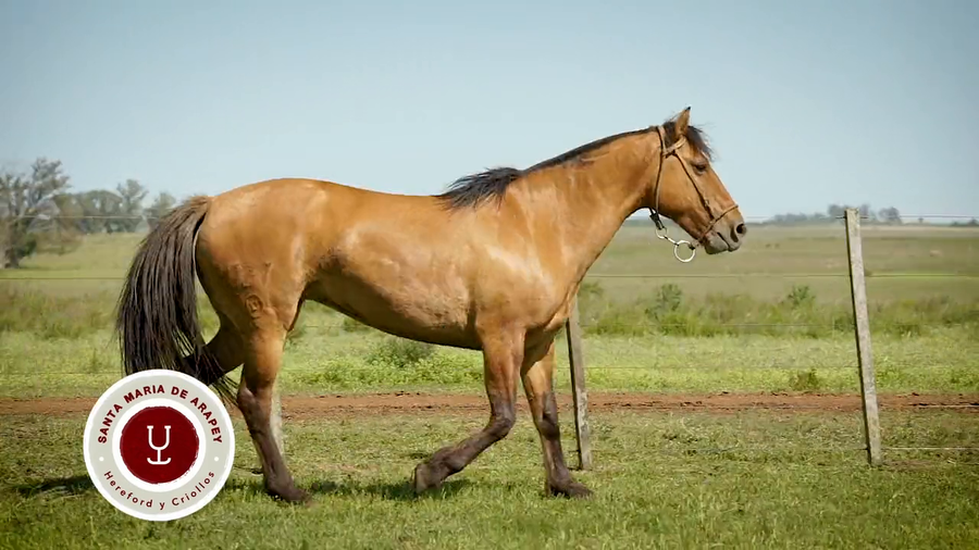 Lote DEL SILENCIO BANQUINA