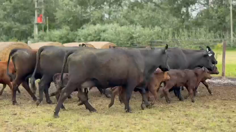 Lote 9 Vaquillonas C/ cria