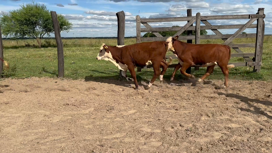 Lote 116 Terneras en Corrientes, Saladas