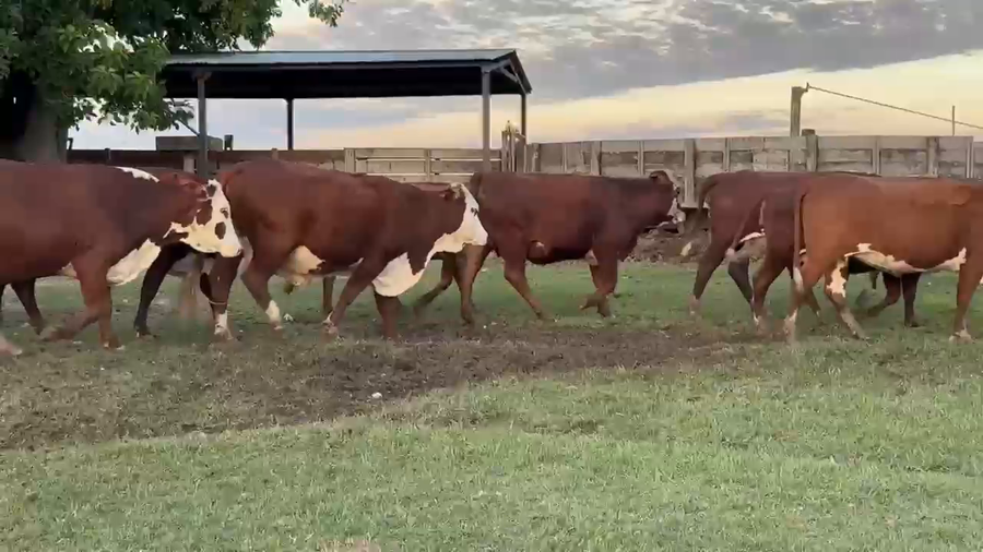 Lote 82 Vacas usadas preñadas en Corrientes, Paso de Los Libres