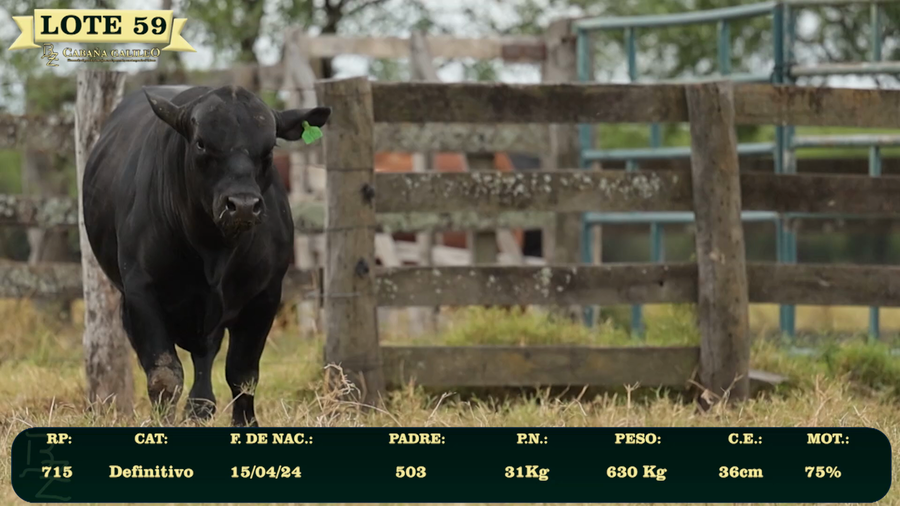 Lote LOTE 59