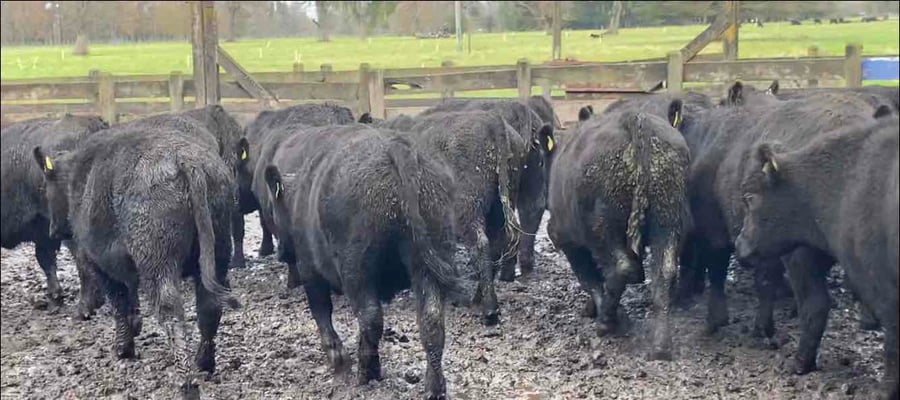 Lote 20 Novillo Engorda en Río Bueno, XIV Región Los Ríos