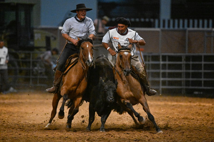 Lote CINCO LUNAS RANA FRITA