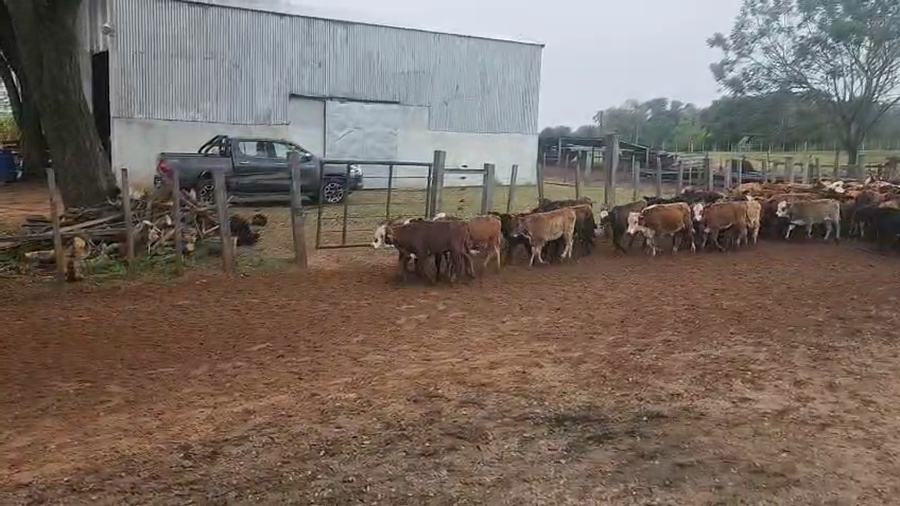 Lote 160 Terneros/as