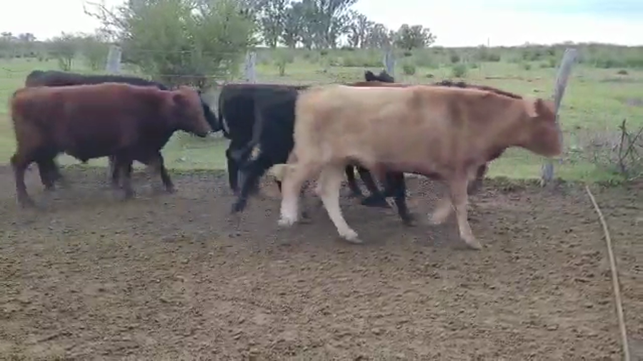 Lote 47 Novillitos en Entre Ríos, Villaguay