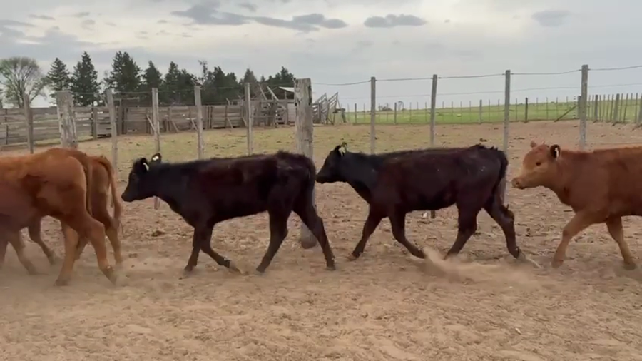 Lote 49 Terneros y Terneras